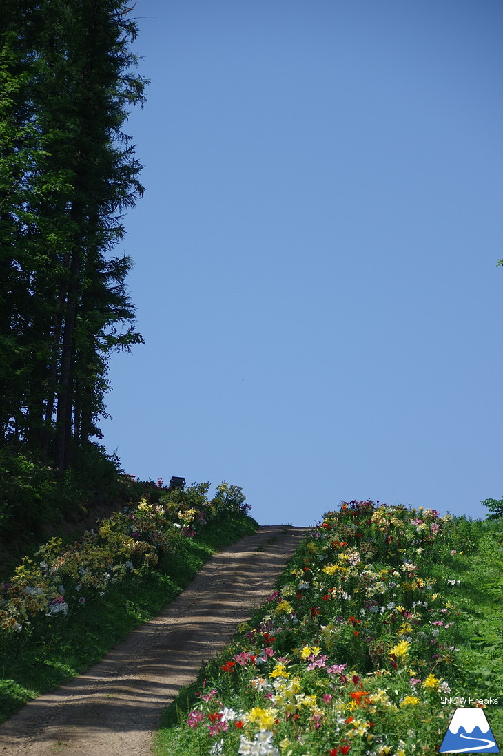 北海道最大級、213万輪のゆりの花！『オーンズ春香山ゆり園』